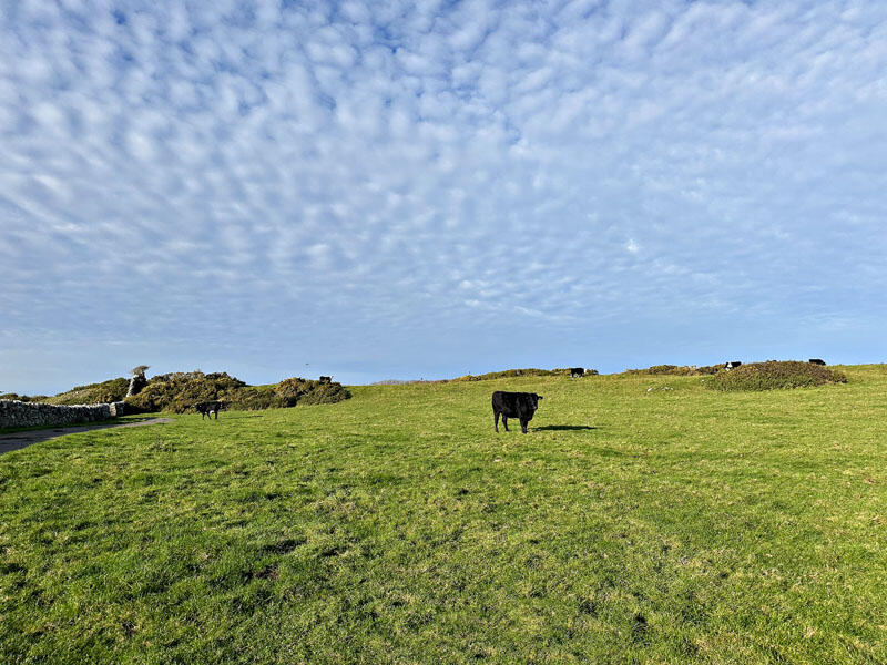 Additional image 6 of Cutreoch & Morrach Farms