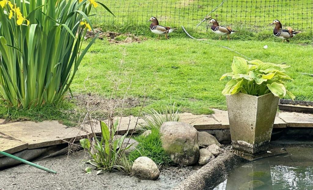 Additional image 49 of Dairy Lane, Poole, Cheshire