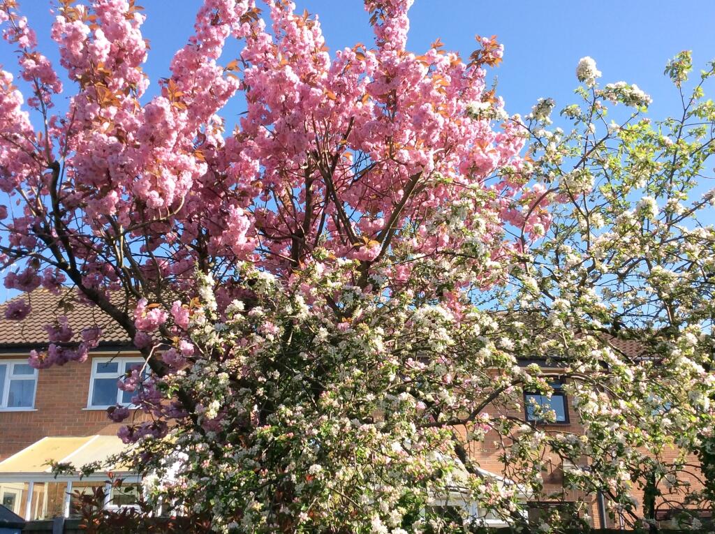 Additional image 22 of Thornycroft, Winsford