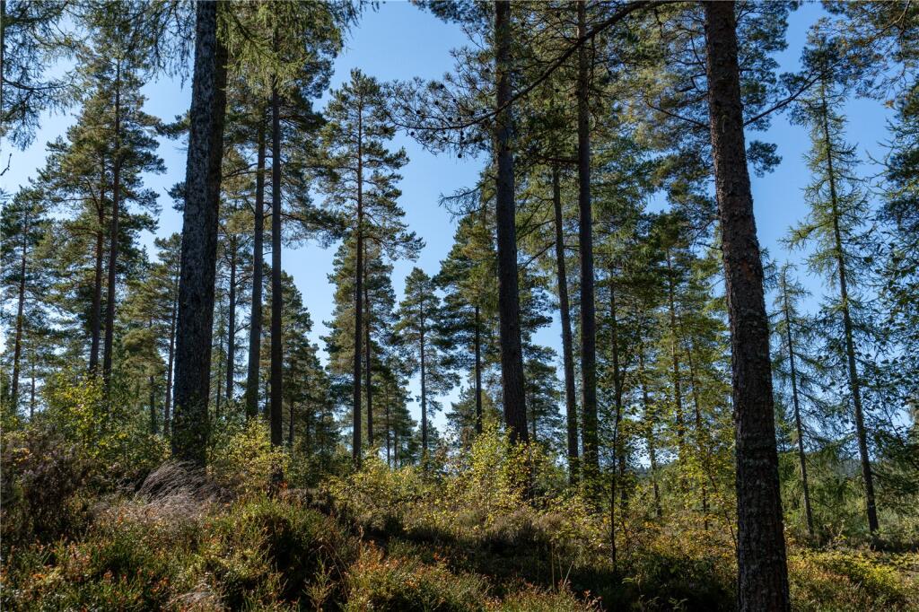 Additional image 15 of Arntilly Wood, Banchory, Aberdeenshire, AB34