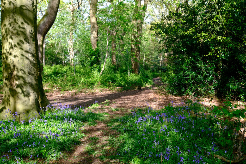 Additional image 28 of Ryefield Close,Solihull B91 1PP