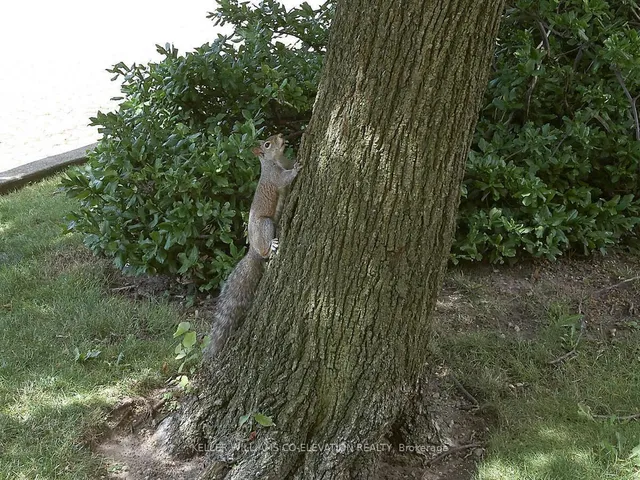 Additional image 39 of 260 Scarlett Rd Unit 1407