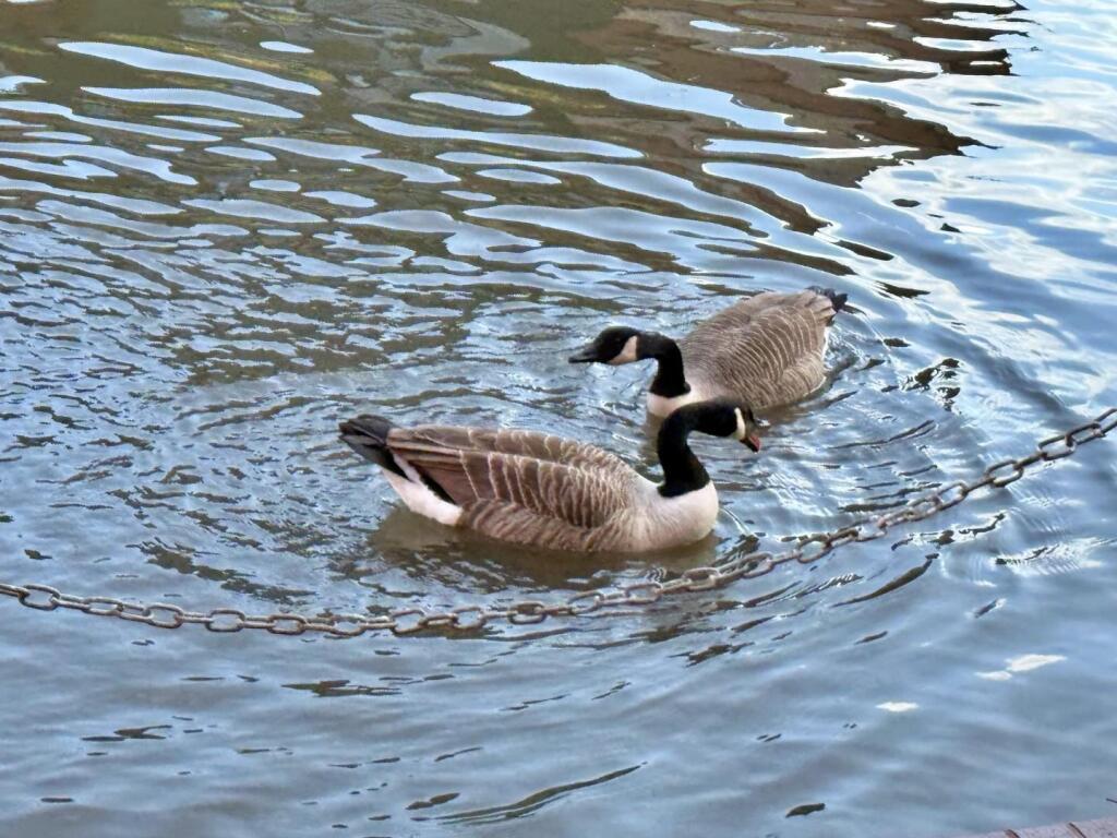 Additional image 11 of Evans Croft, Fazeley, Tamworth