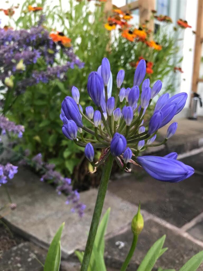Additional image 39 of Wheatley Lane Road, Fence, Burnley