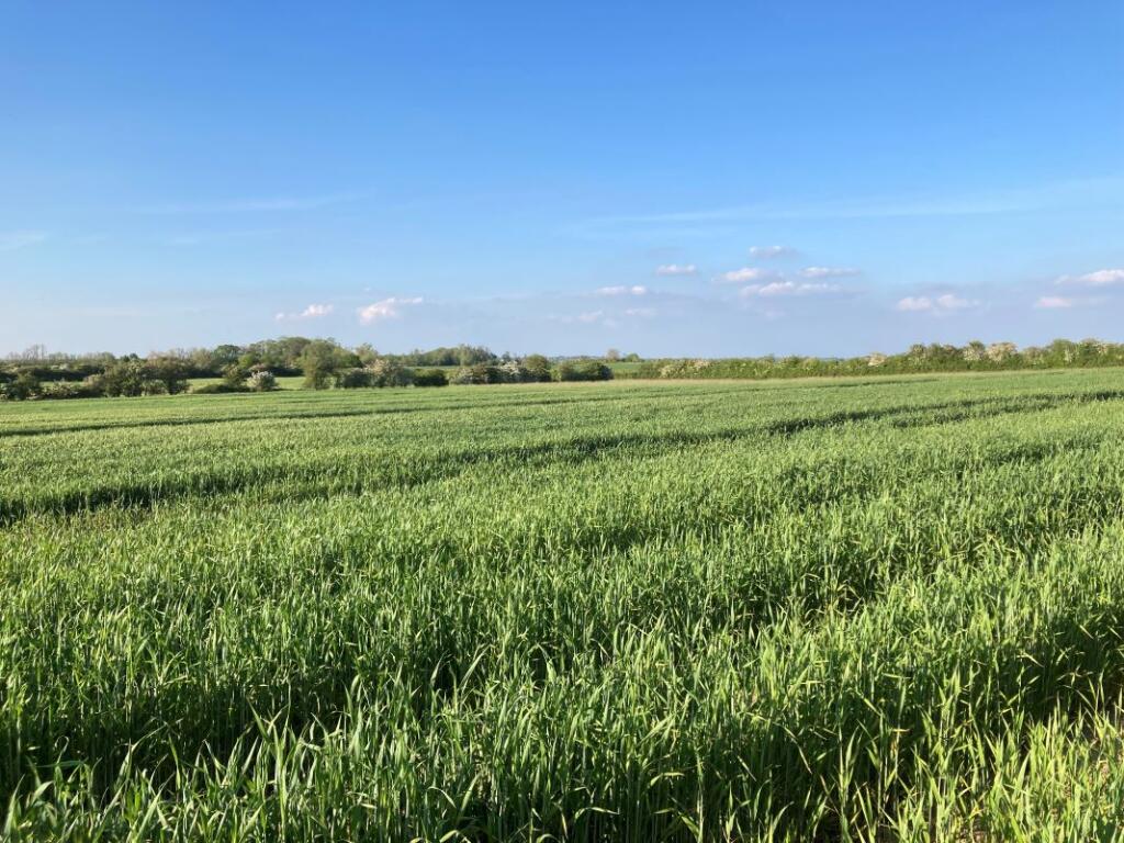 Additional image 3 of Land off Old Fen Baulk Road, Witchford, Ely, CB6 2HX