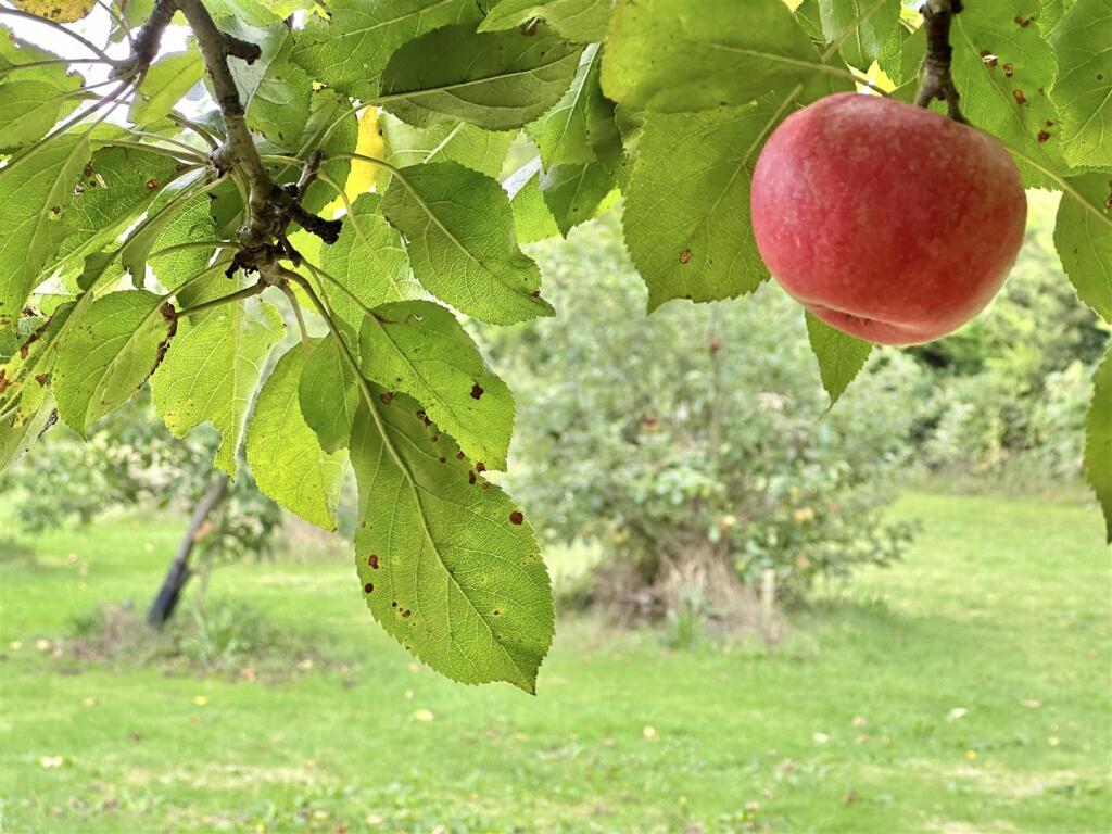 Additional image 93 of Cheddar Road, Axbridge