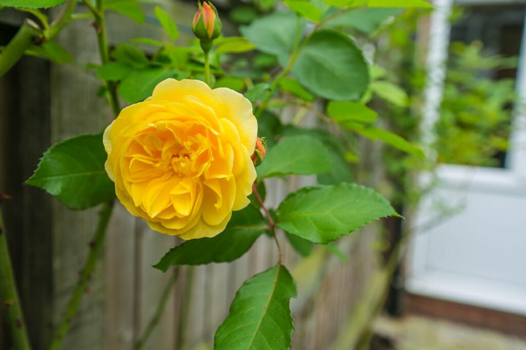 Additional image 17 of Metchley Drive, Harborne, Birmingham, West Midlands, B17