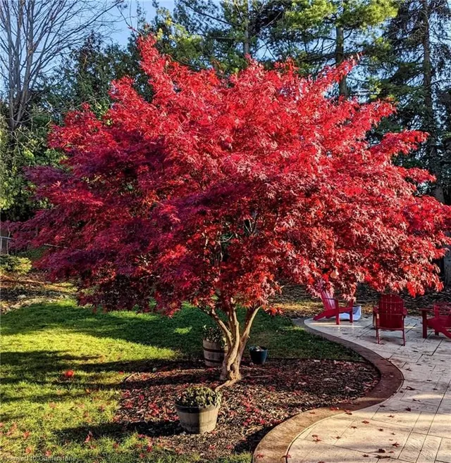 Additional image 42 of 20 Iris Cres