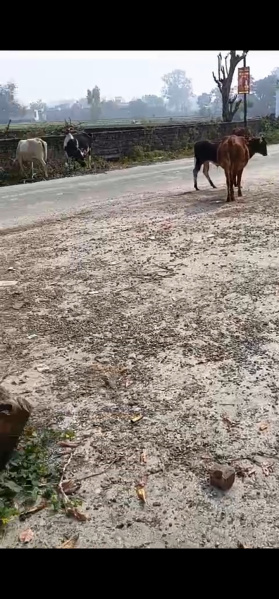 Additional image 2 of Shyampur, Haridwar