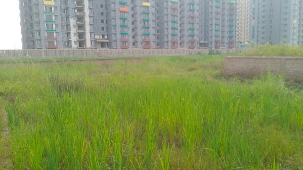 Additional image 2 of Khagaul, Patna