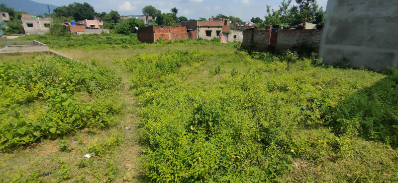 Additional image 2 of Mango, Jamshedpur