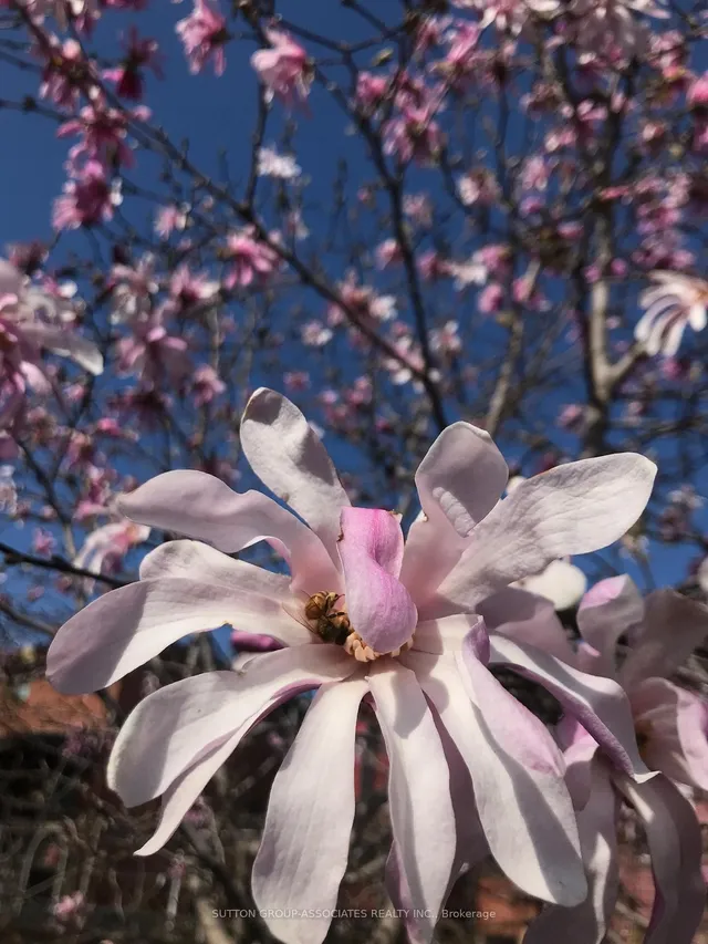 Primary image of 452 Lauder Ave