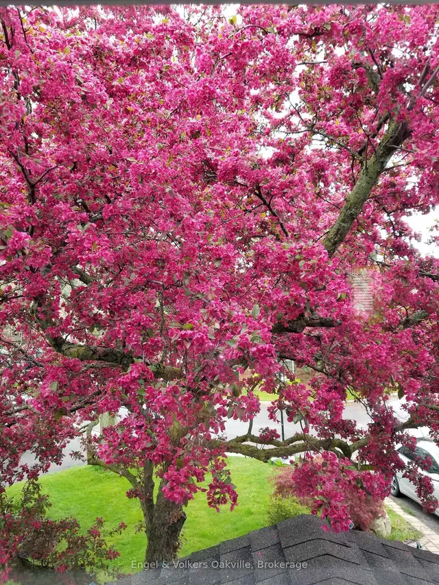 Additional image 46 of 1297 Henley Pl