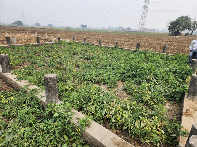 Additional image 2 of Sampatchak, Patna