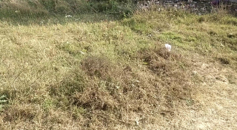 Additional image 3 of Masaurhi, Patna