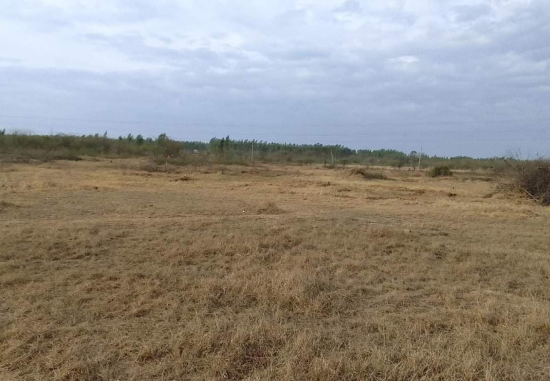 Raipur Rani, Panchkula