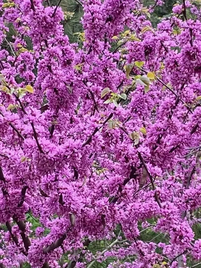 Additional image 41 of 2 Ivor Rd