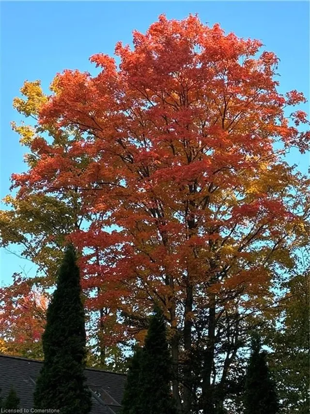 Additional image 47 of 218 Old Chicopee Dr