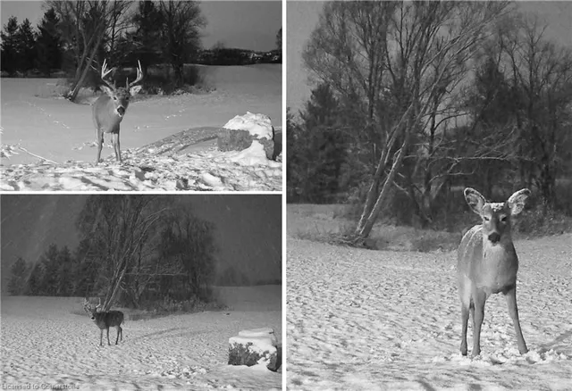 Additional image 47 of 924 Deer Ridge Crt