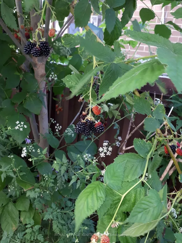 Additional image 42 of 115 Northcrest Rd