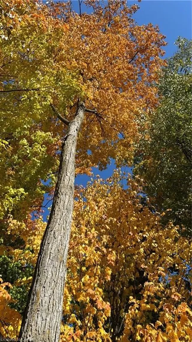 Additional image 46 of 218 Old Chicopee Dr