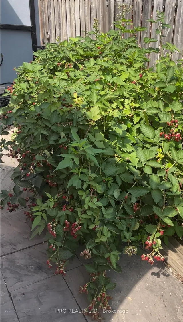 Additional image 38 of 5 Thyra Ave