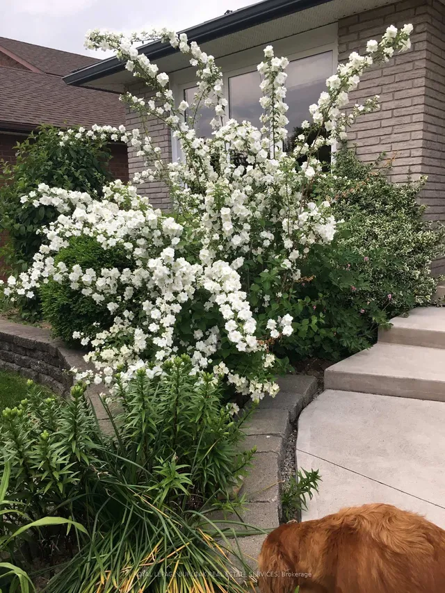 Additional image 41 of 71 Courtland Ave