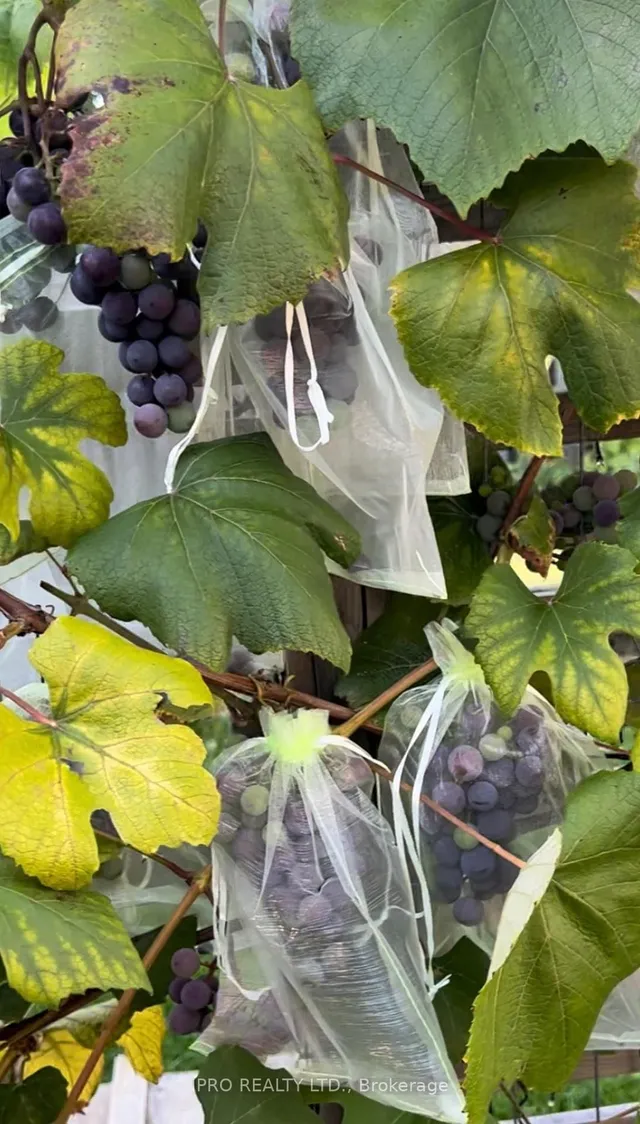 Additional image 40 of 5 Thyra Ave