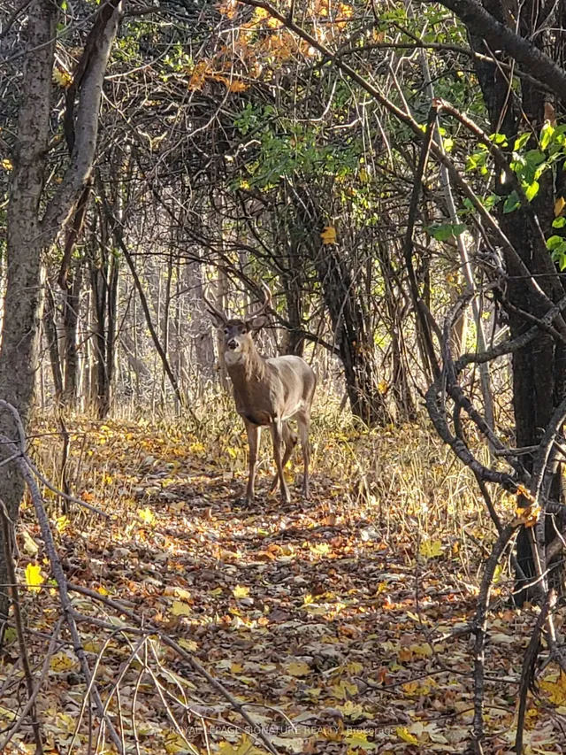 Additional image 19 of 77 Botany Hill Rd