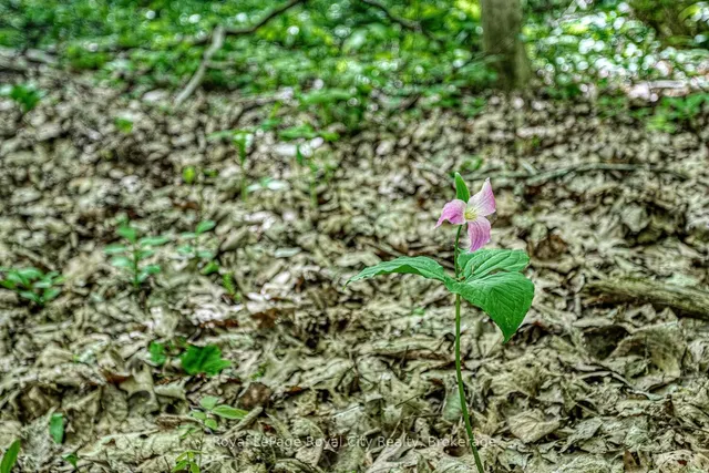 Additional image 45 of 1158 Conservation Rd