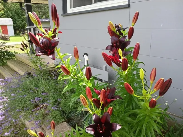 Additional image 20 of 47 Short Pky