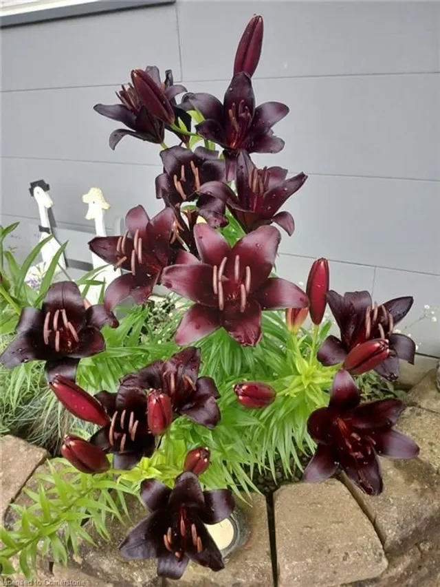 Additional image 19 of 47 Short Pky