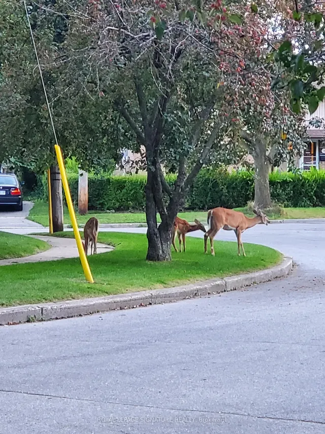 Additional image 21 of 77 Botany Hill Rd