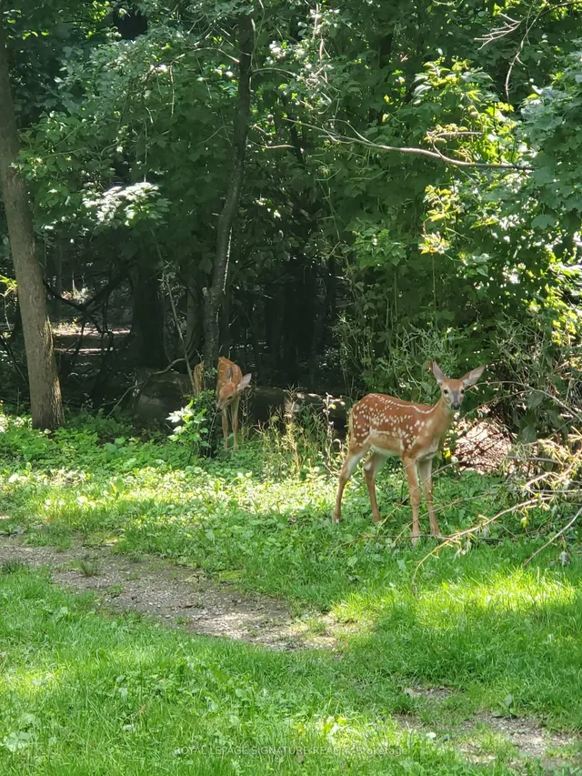 Additional image 15 of 77 Botany Hill Rd