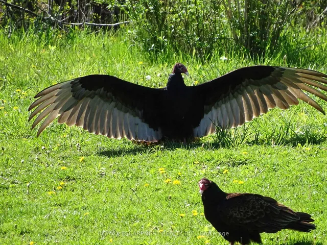 Additional image 28 of 690 York Rd