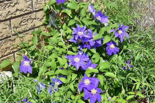 Additional image 2 of 11 Pirie Dr Unit 33