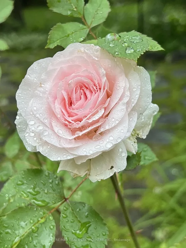 Additional image 35 of 209 Campbell Ave