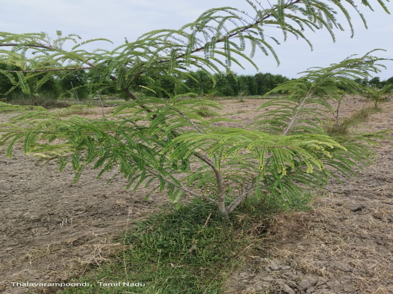 Additional image 3 of Madurantakam, Chennai