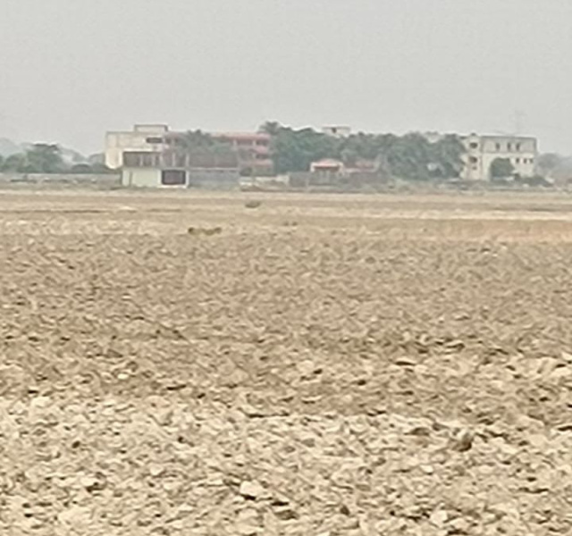 Jangal Kauria, Gorakhpur