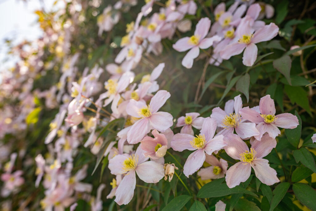 Additional image 18 of Pondfield Crescent, St. Albans, Hertfordshire, AL4