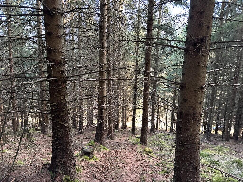 Additional image 11 of Glen of Noth Forest, Aberdeenshire AB54