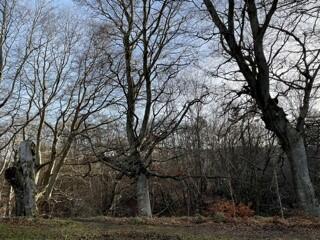 Additional image 34 of Corse Wynd, Kingswells, Aberdeen, AB15