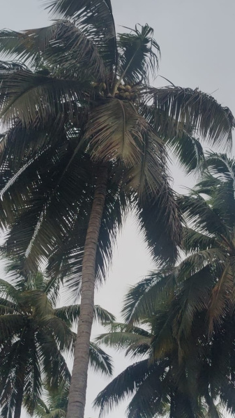 Additional image 3 of Pollachi, Coimbatore