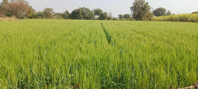 Additional image 2 of Dindori, Nashik