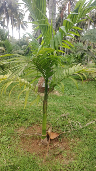 Additional image 2 of Pollachi, Coimbatore