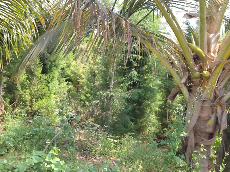 Additional image 2 of Anekal, Bangalore