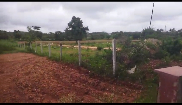 Additional image 3 of Varuna, Mysore