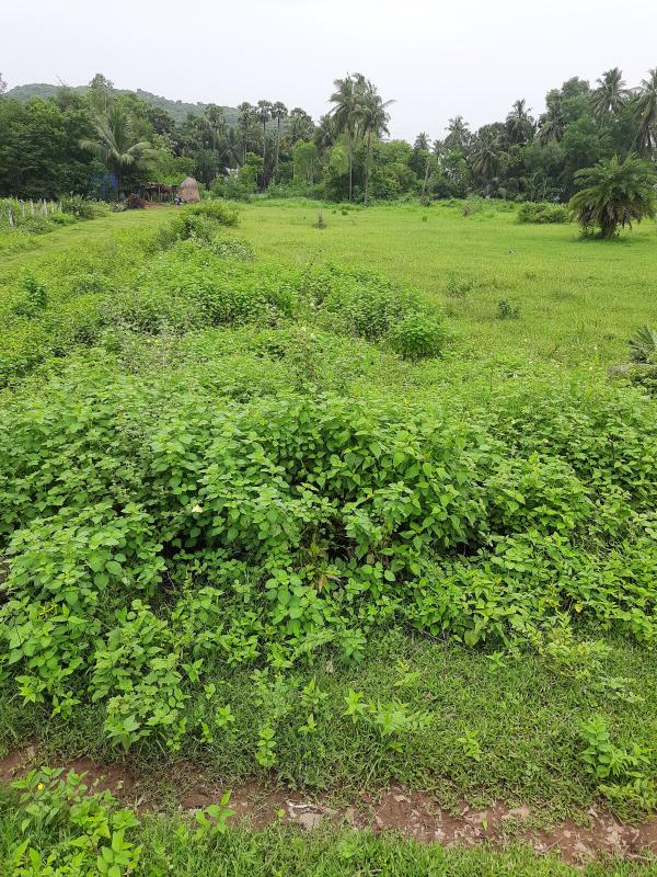 Additional image 3 of Anakapalle, Visakhapatnam