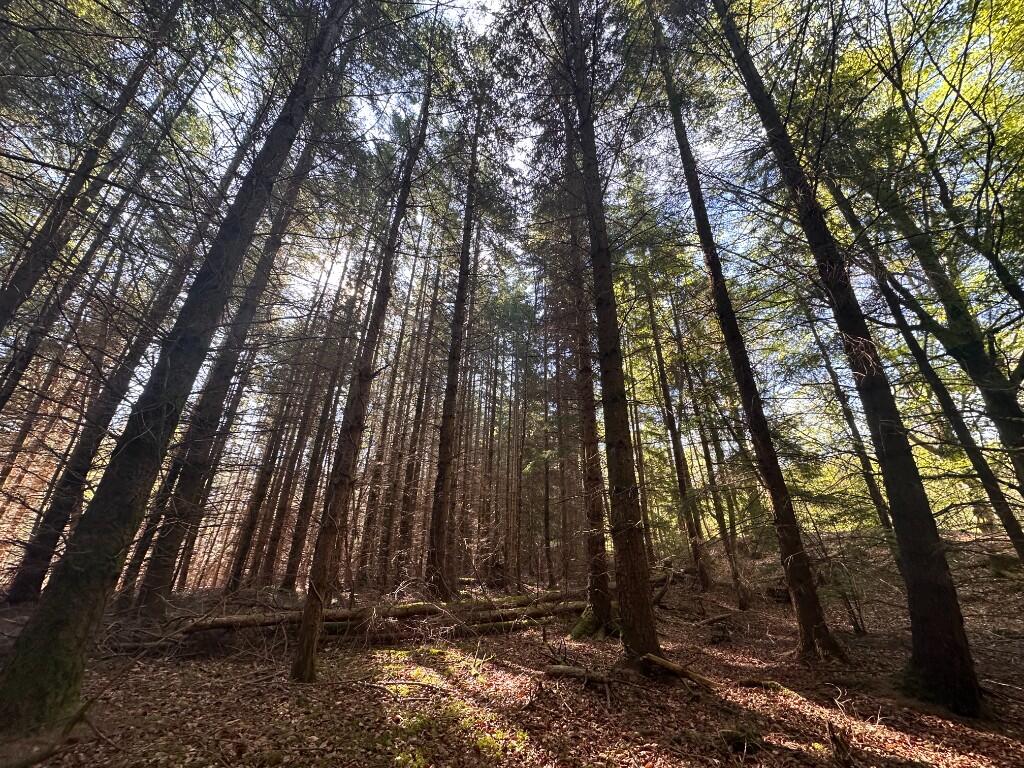 Additional image 4 of Minnonie Woodland, Falls of Feugh, AB31