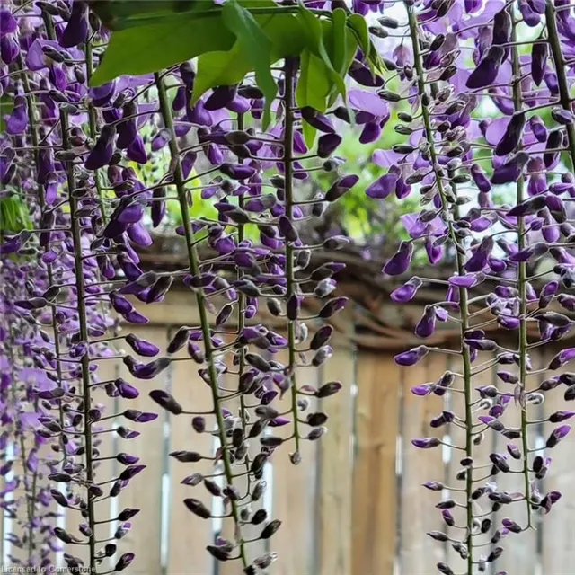 Additional image 42 of 97 Bell Ave